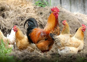 La gripe aviar impide celebrar certámenes ganaderos con aves en Asturias por segundo año