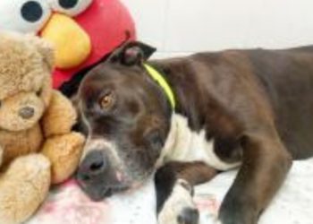 #Adóptame: Shin-Chan