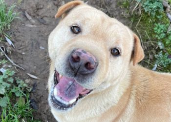 Llamamiento urgente para Pispas: solo busca un hogar donde ser feliz