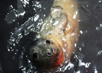 Así se prepara la vuelta al mar de la foca encontrada hace unos días en las costas de Gijón