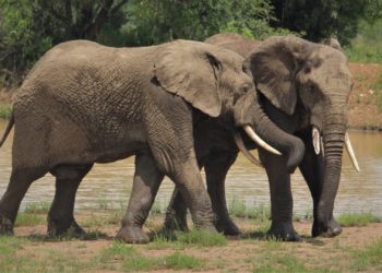 Juzgan a un hombre por vender en una feria en Gijón una figura de elefante con dos colmillos de marfil