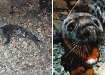 Vídeo | La Foca’l Rinconín