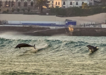 Delfines: San Lorenzo como patio de recreo
