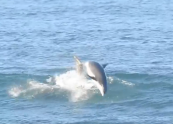 Vídeo: Así saltan los delfines con las olas de San Lorenzo