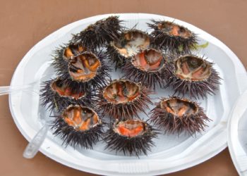 Tres sidreros gijoneses se “mojan” con los oricios: “De seguir así desaparecerán de los chigres”