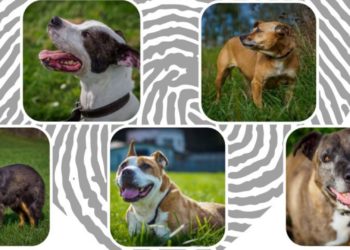 “Si buscas adoptar un perro en Asturias, en el Albergue de Langreo hay muchos en busca de un hogar desde hace años. Esta es su historia»