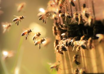 IGP transitoria nacional para la miel de Asturias