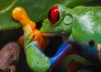 El Bioparc Acuario de Gijón consigue el Certificado Biosphere Sustainable Lifestyle