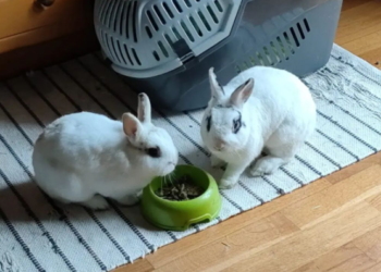 Dos conejos de Langreo buscan urgentemente un hogar, ¿será el tuyo?