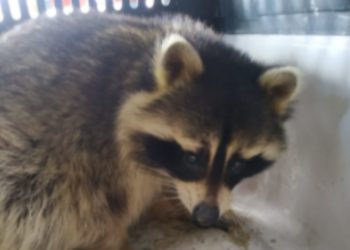 El mapache encontrado en Gijón ha sido sacrificado: «Nosotros podíamos haberlo acogido»