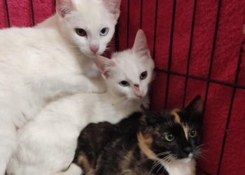 #Adóptame: Blanca, Nieve y Bombón