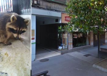 El mapache de la calle Covadonga