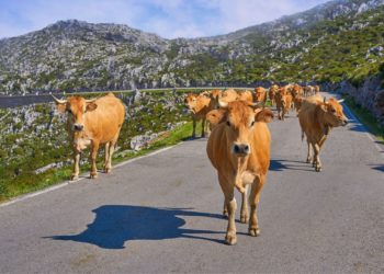 Estos son los nuevos baremos de indemnización por daños de la fauna silvestre