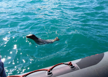 Vídeo | El Principado libera una cría de foca gris recogida en Gijón