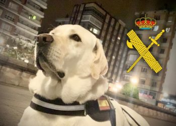 La lucha de Tina, la guardia civil labradora, continúa