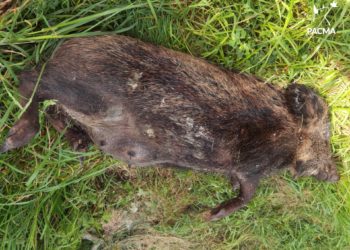 Pacma, contra la «masacre indiscriminada» de jabalíes pagada por el Ayuntamiento