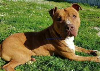 #Adóptame: Cándido