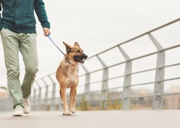 Entra en vigor el nuevo Reglamento de Bienestar Animal de Gijón