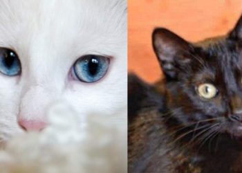 #Adóptame: En adopción conjunta urgente