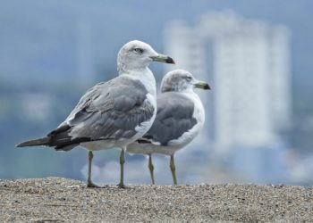 Las gaviotas de Gijón, a debate en la Comisión de Seguridad del Ayuntamiento