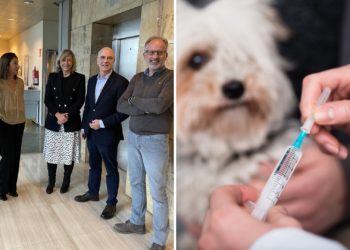 Veterinarios asturianos solicitan la vacunación antirrábica obligatoria para perros, gatos y hurones tras la llegada de mascotas de Ucrania