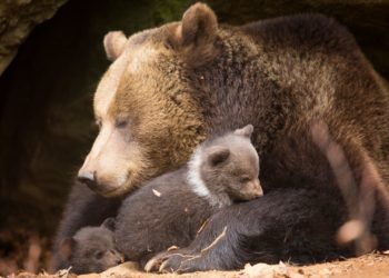 Restringen el paso a turistas al Parque Natural de Las Ubiñas-La Mesa para proteger a los osos