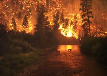 El Principado aprueba un paquete de medidas para prevenir los incendios en verano