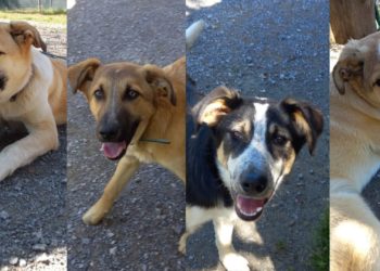 #Adóptame: Los cachorros del Picu