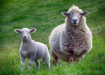 El Fiscal pide la condena de dos acusados de matar a un cordero a martillazos