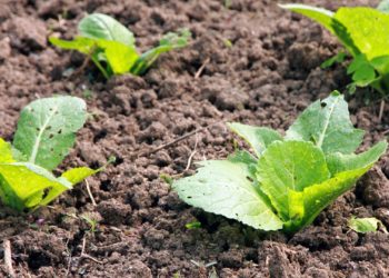 Nuevas ayudas para explotaciones agrícolas y la huerta asturiana