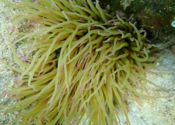 Asturias alerta de la desaparición de la ortiguilla y amplía la veda