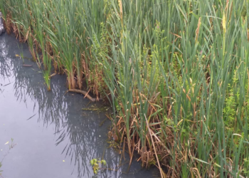 Continúan los vertidos en el Piles