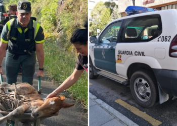 La Guardia Civil rescata a un potrillo en una carretera y sus dueños lo llaman ‘Benemérito’ en agradecimiento