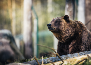 Medio Rural activa el protocolo para practicar la eutanasia a la osa herida en Cangas del Narcea