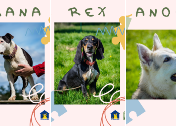 Siete perros buscan siete familias donde «encajar»