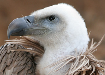 Liberado un buitre leonado en el Parque Natural de Redes