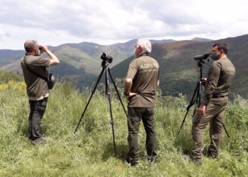 La osa herida localizada en Cangas del Narcea, en estado crítico