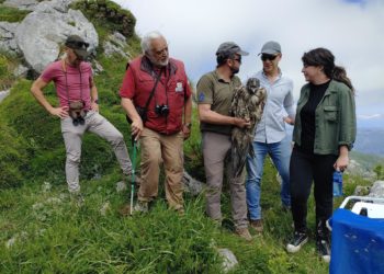 Liberados tres nuevos quebrantahuesos en Picos de Europa