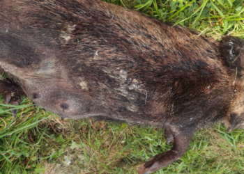 Piden abatir jabalíes en Navia ante una situación «insoportable»