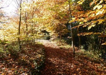 El río Piles, el Peñafrancia y el Jardín Botánico como nunca los habías visto