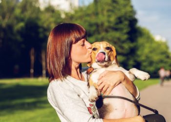 Inician los trámites para crear un hotel canino en Llanera