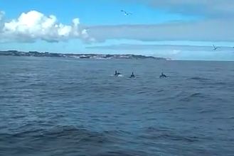 VÍDEO | Delfines en la playa de Aboño