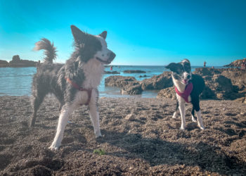 Gijón, un paraíso dog friendly con margen de mejora