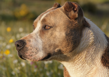 Trasladado al hospital de Jove un matrimonio gijonés tras ser atacado por el pitbull de su hijo