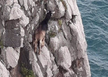 Un cabritillo es rescatado por los bomberos en Llanes