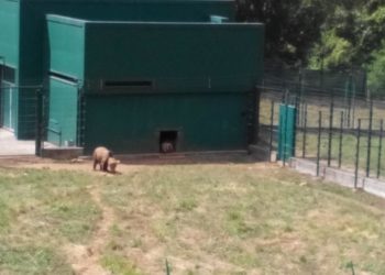 ‘Conoce nuestros osos’, los itinerarios de verano que arrancan hoy