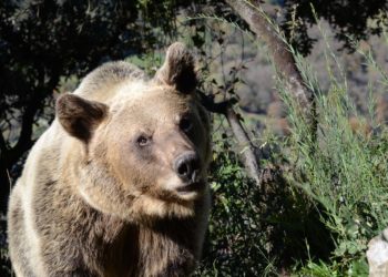 El cambio climático generará más conflictos entre osos y humanos