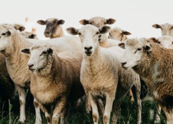 miGijon SUB18 | ¿Por qué deberíamos reducir el consumo de carne para proteger el medio ambiente?