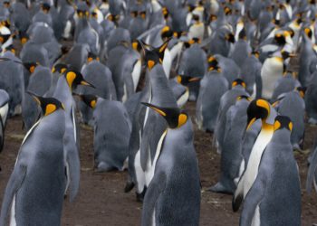 miGijón Sub 18 | La guerra no solo mata civiles