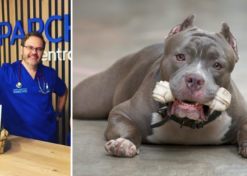 Ataque en La Calzada: «El pitbull es un perro con carácter que no puede dominar todo el mundo»